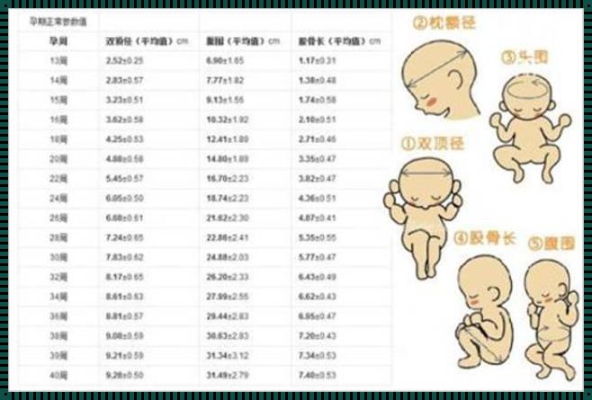 35周双顶径92mm头大吗？揭秘孕期宝宝头围标准